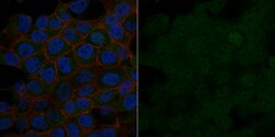 MilliporeSigma Mouse anti-PP2A, C subunit, Clone: 1D6, Alexa Fluor 488,